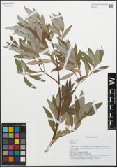 Foto von Salix L.